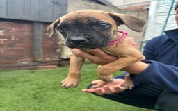 Cane Corso dogs for sale: Pure breed cane corso  - Image 32