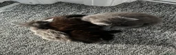 British Longhair cats for sale: British short and long haired mixed kittens  - Advert 9