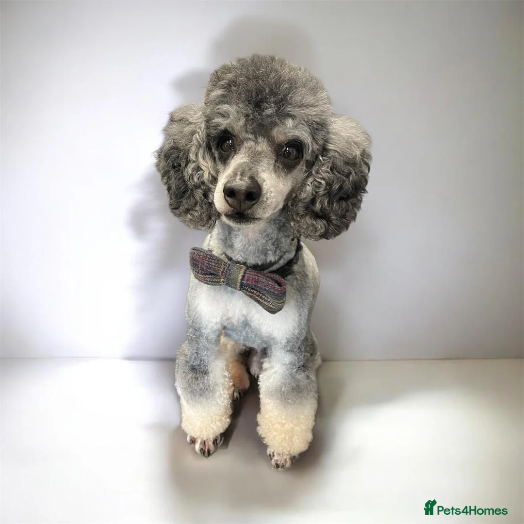 Toy Poodle dogs for stud: Silver Phantom Toy Poodle for stud - Advert 9