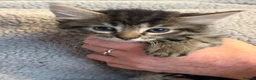Mixed Breed cats for sale: Beautiful kittens looking for homes - Advert 8