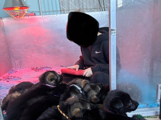 German Shepherd dogs German Shepherd Puppies - Advert 2