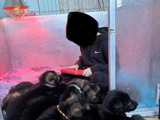 German Shepherd dogs German Shepherd Puppies - Advert 11