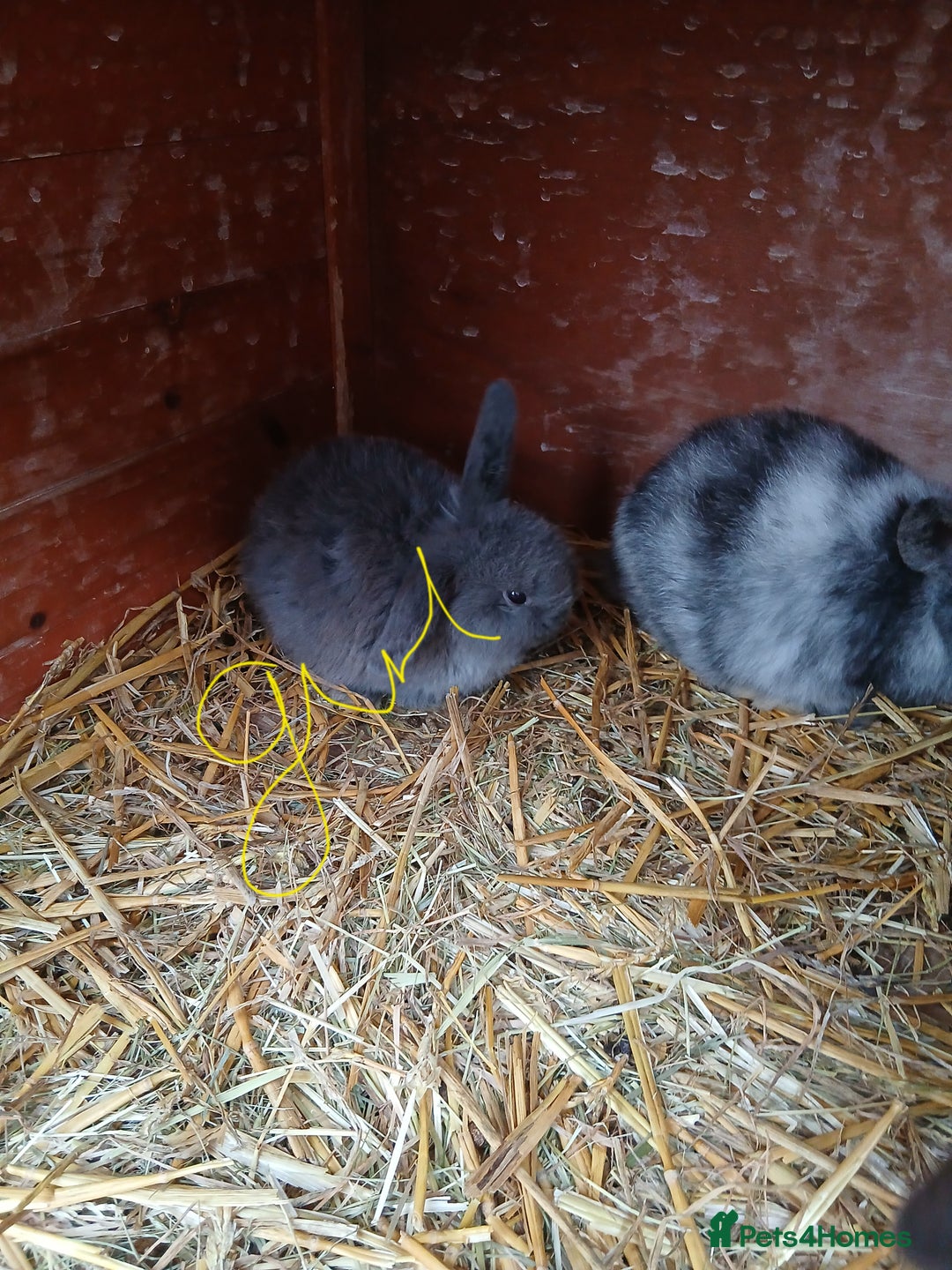 Mini Lop rabbits for sale: Plush lop baby rabbit - Advert 4