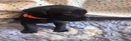 Labrador Retriever dogs for sale: KC Registered Pedigree Labrador Puppies - Advert 36