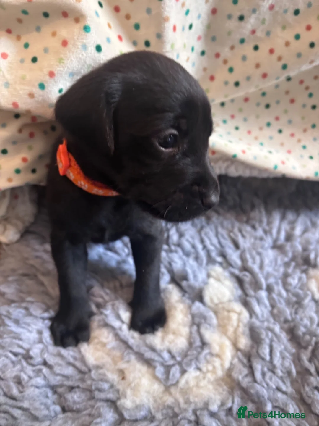 Labrador Retriever dogs for sale: KC Registered Pedigree Labrador Puppies - Advert 36