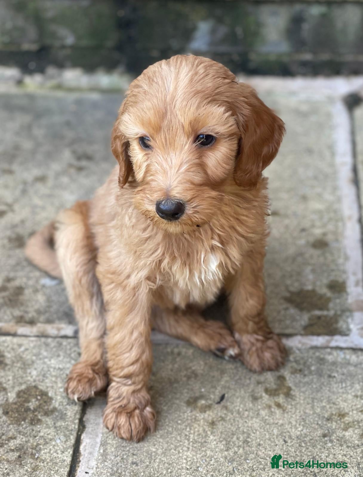 Irish Doodle dogs F1B Stunning Irish doodles - Advert 2