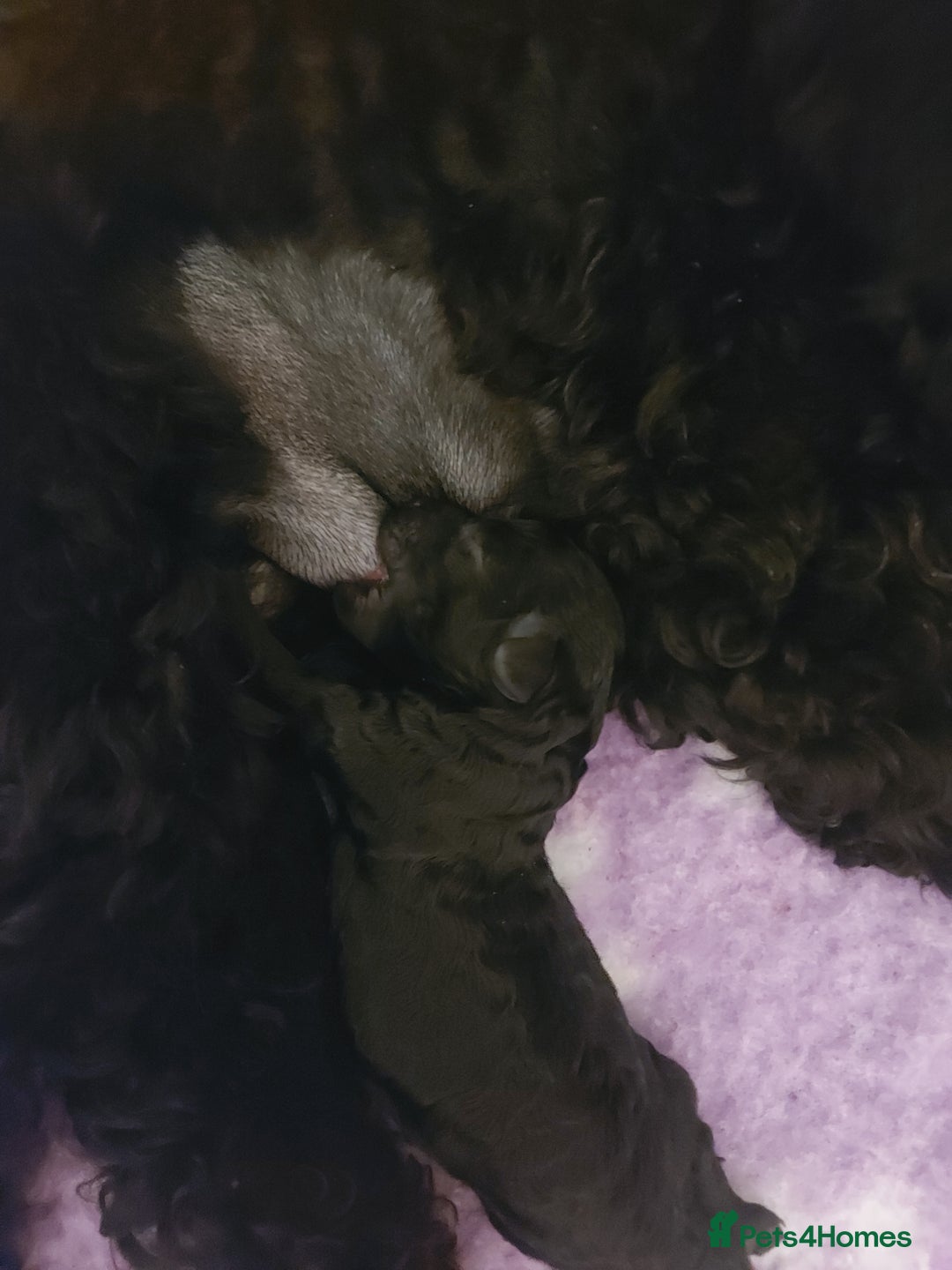 Toy Poodle dogs for sale: Kc reg black toy poodle  - Image 6