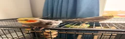 Cockatiels birds for sale: 2x stunning cockatiels - Advert 2