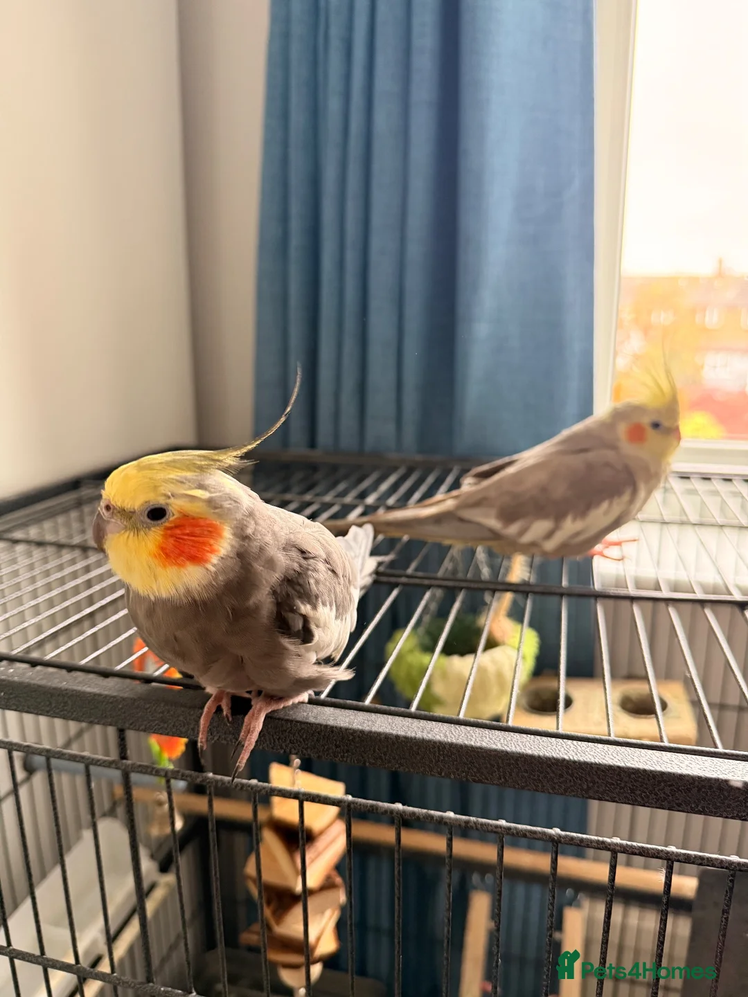 Cockatiels birds for sale: 2x stunning cockatiels - Advert 2