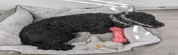 Cockapoo dogs for sale: Ted – Looking for His Forever Home - Advert 7