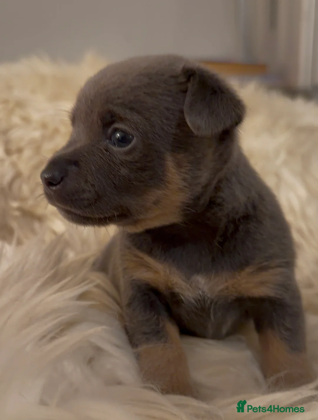 Jack Russell dogs for sale: Stunning blue and blue tri JRT pups - Advert 39