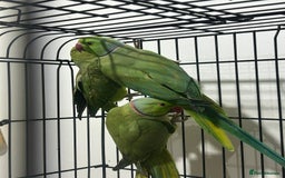 Ringnecks birds for sale: Indian ring neck - Image 2