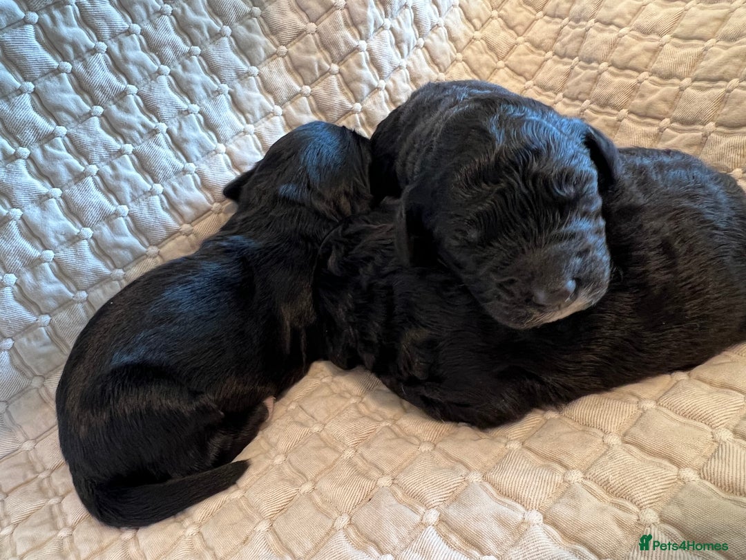 Goldendoodle dogs for sale: Goldendoodle puppies - Advert 9