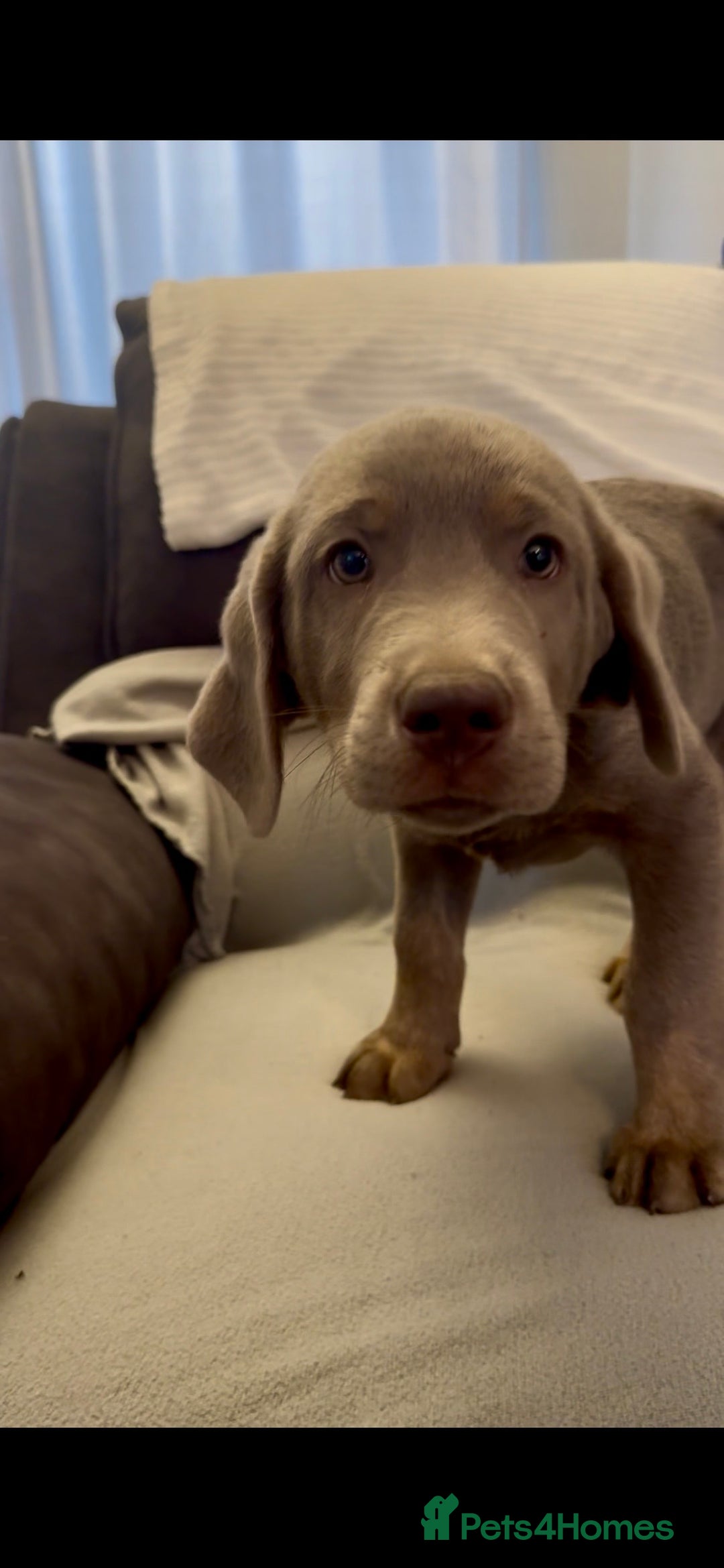 Labrador Retriever dogs for sale: Stunning silver Labradors  - Advert 31