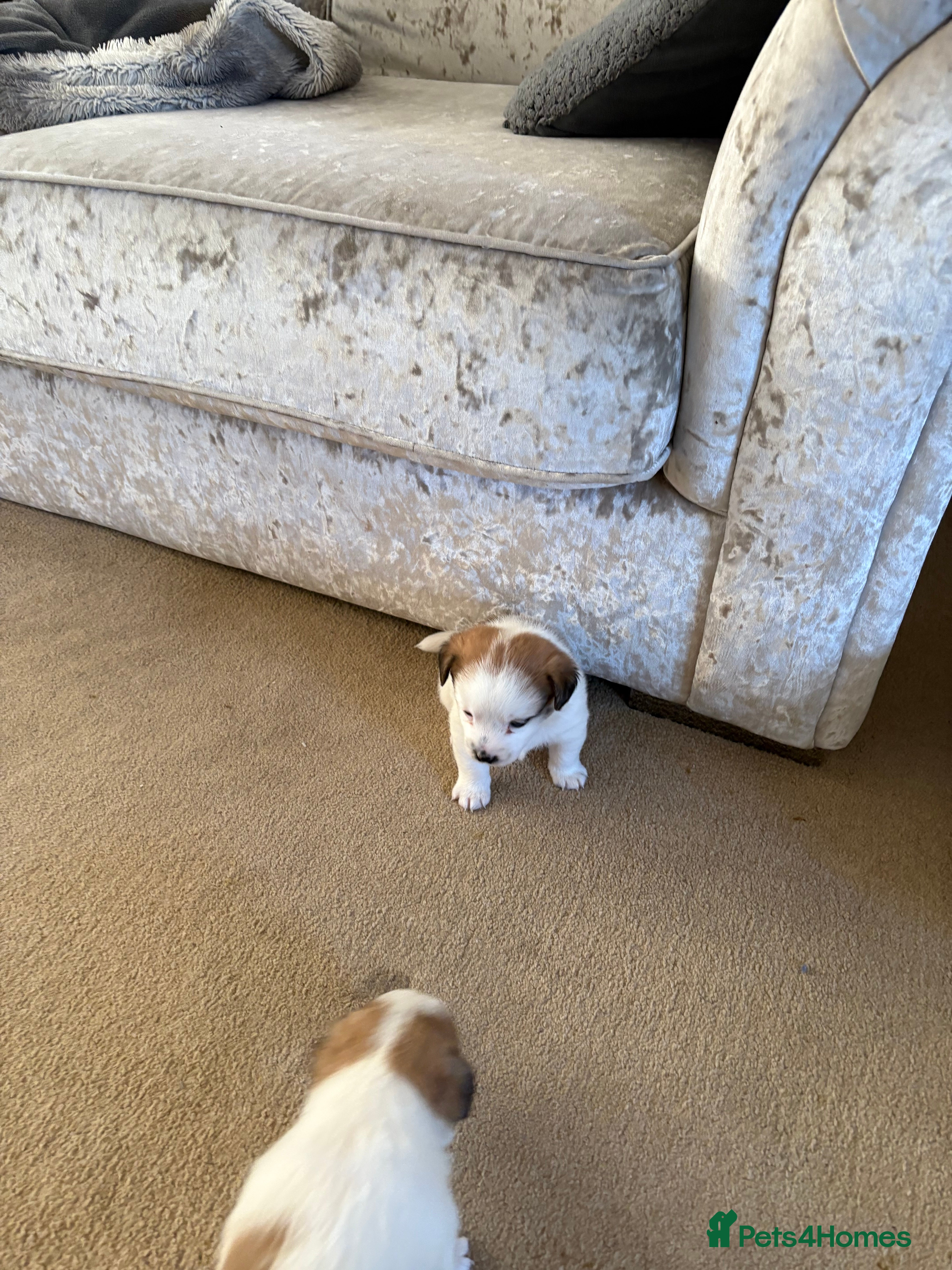 Mixed Breed dogs Jack Russell x Zoochon Puppies  - Advert 11