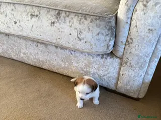 Mixed Breed dogs Jack Russell x Zoochon Puppies - Advert 11