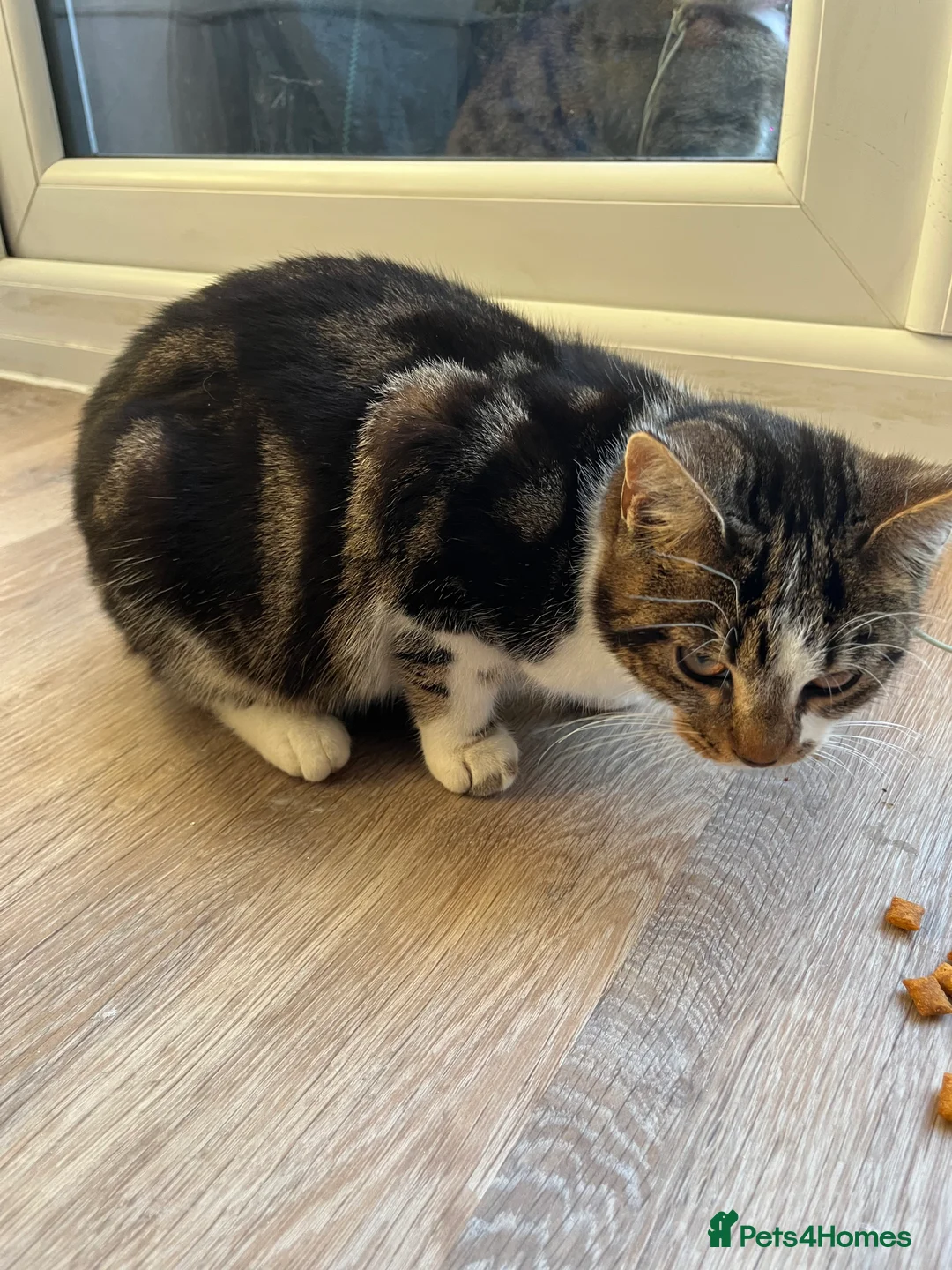 Mixed Breed cats for sale: 3 cats needing good homes - Advert 2