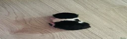 Mixed Breed cats for sale: Four mixed breed kittens in Bedford - Advert 14