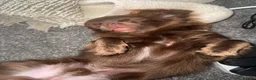 Chihuahua dogs for sale: 11 month old Long Haired Male Chihuahua for sale - Advert 5
