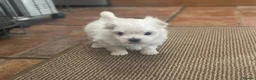 Maltese dogs for sale: Maltese puppy, pretty, friendly, kc reg.  - Advert 5