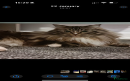 Ragdoll cats for sale: Mink Mother and Daughter pair  - Image 2