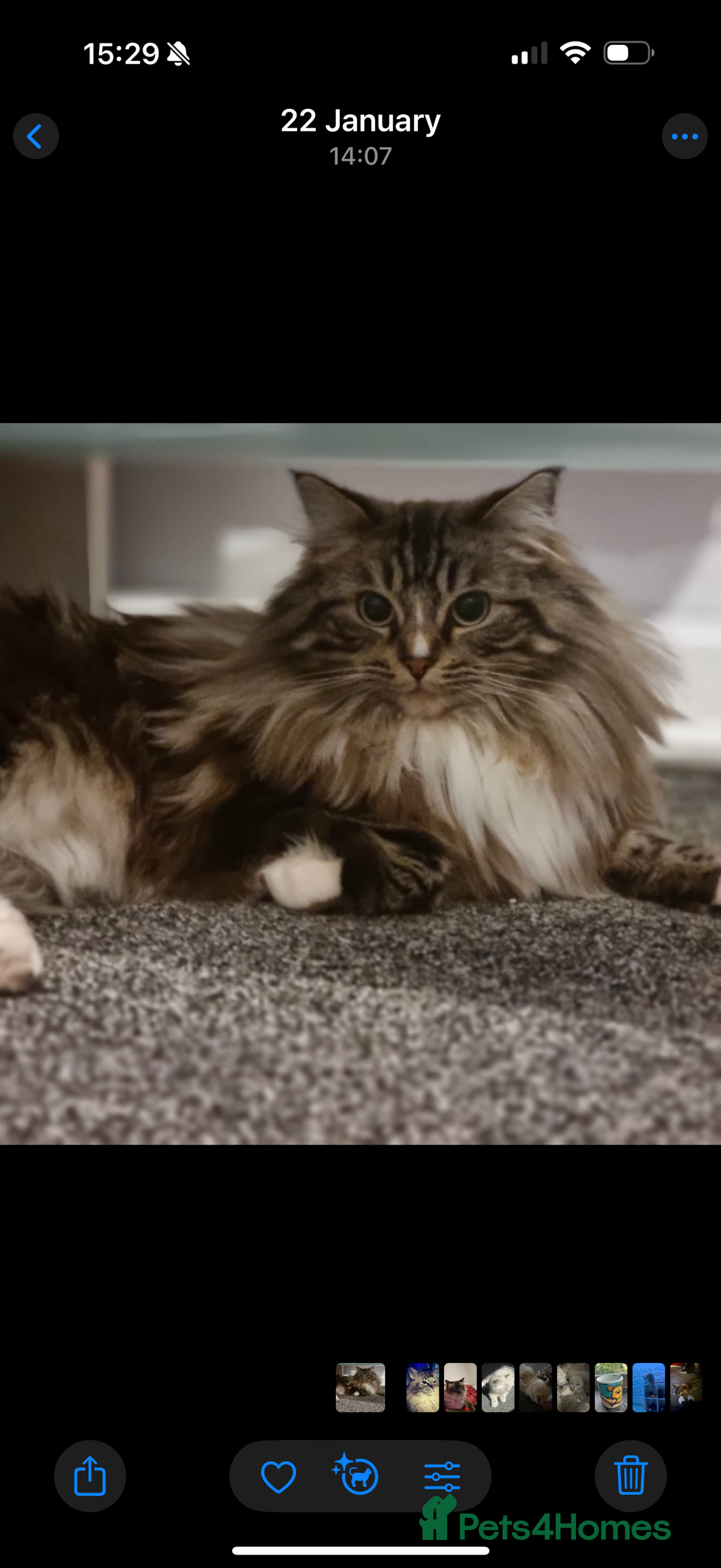 Ragdoll cats for sale: Mink Mother and Daughter pair  - Image 2
