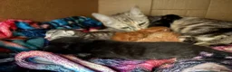Bengal cats for sale: Bengal Cross - 2 ginger - One Black - One Grey  - Advert 5