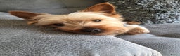 Yorkshire Terrier dogs for stud: For stud in Sunderland - Advert 2