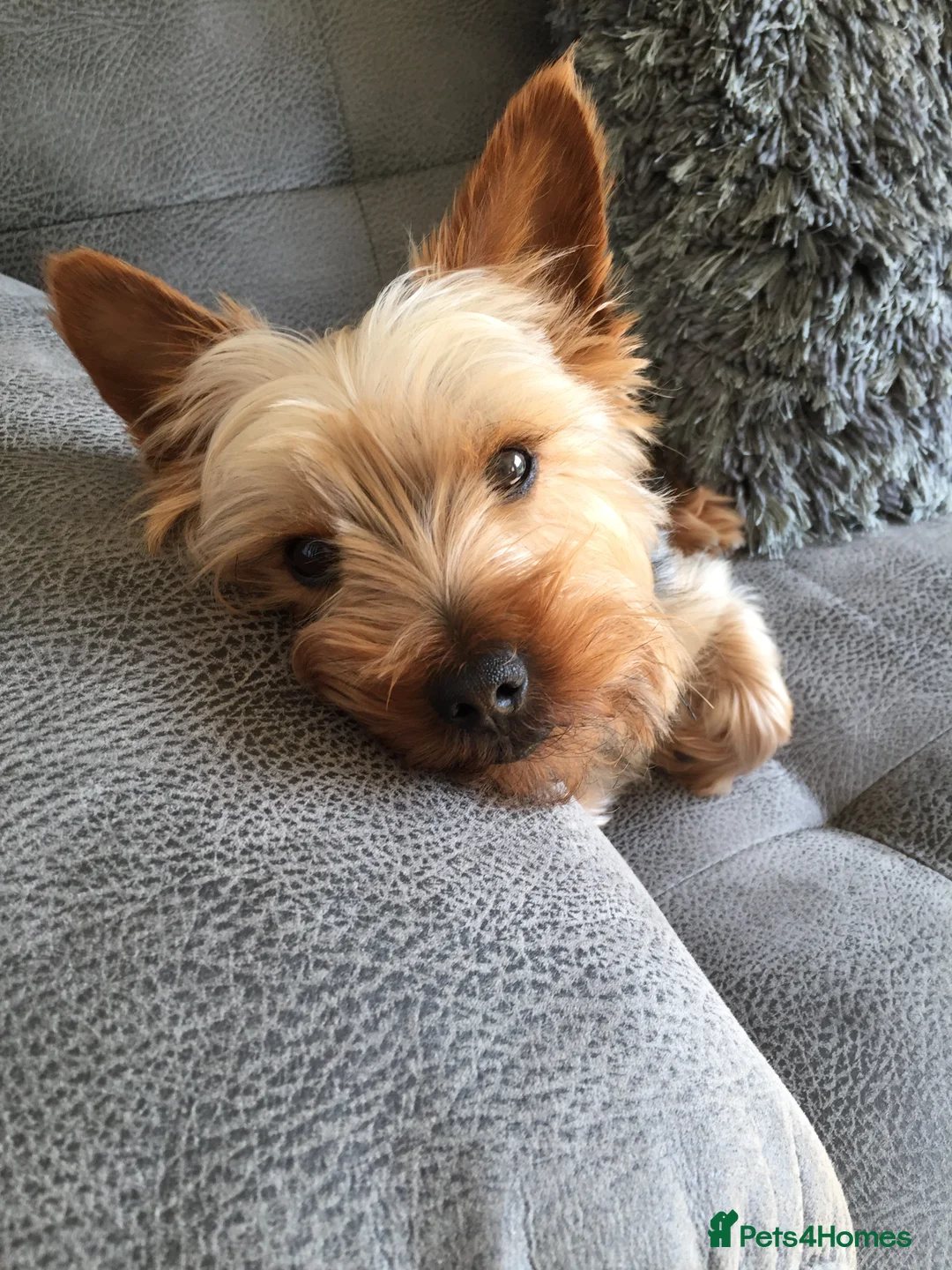 Yorkshire Terrier dogs for stud: For stud in Sunderland - Advert 2