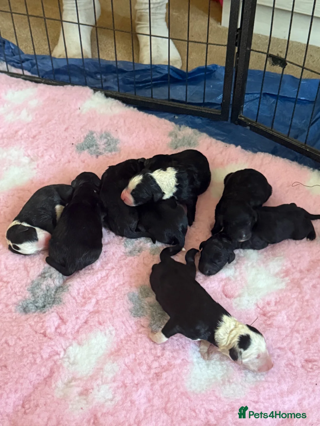 Sheepadoodle dogs for sale: Stunning Sheepadoodle puppies  in Stourbridge - Advert 16
