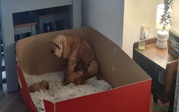 Cavapoo dogs for sale: 5 Cavapoo puppies - Ready now! - Image 6