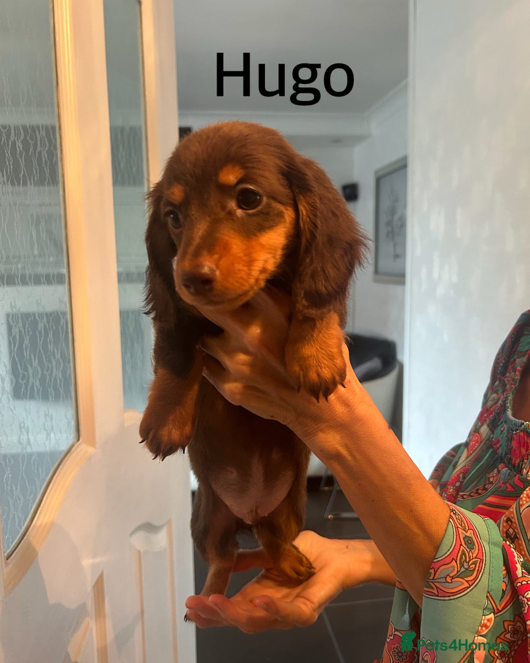 Miniature Dachshund dogs for sale: Beautiful miniature dachshunds  - Image 9