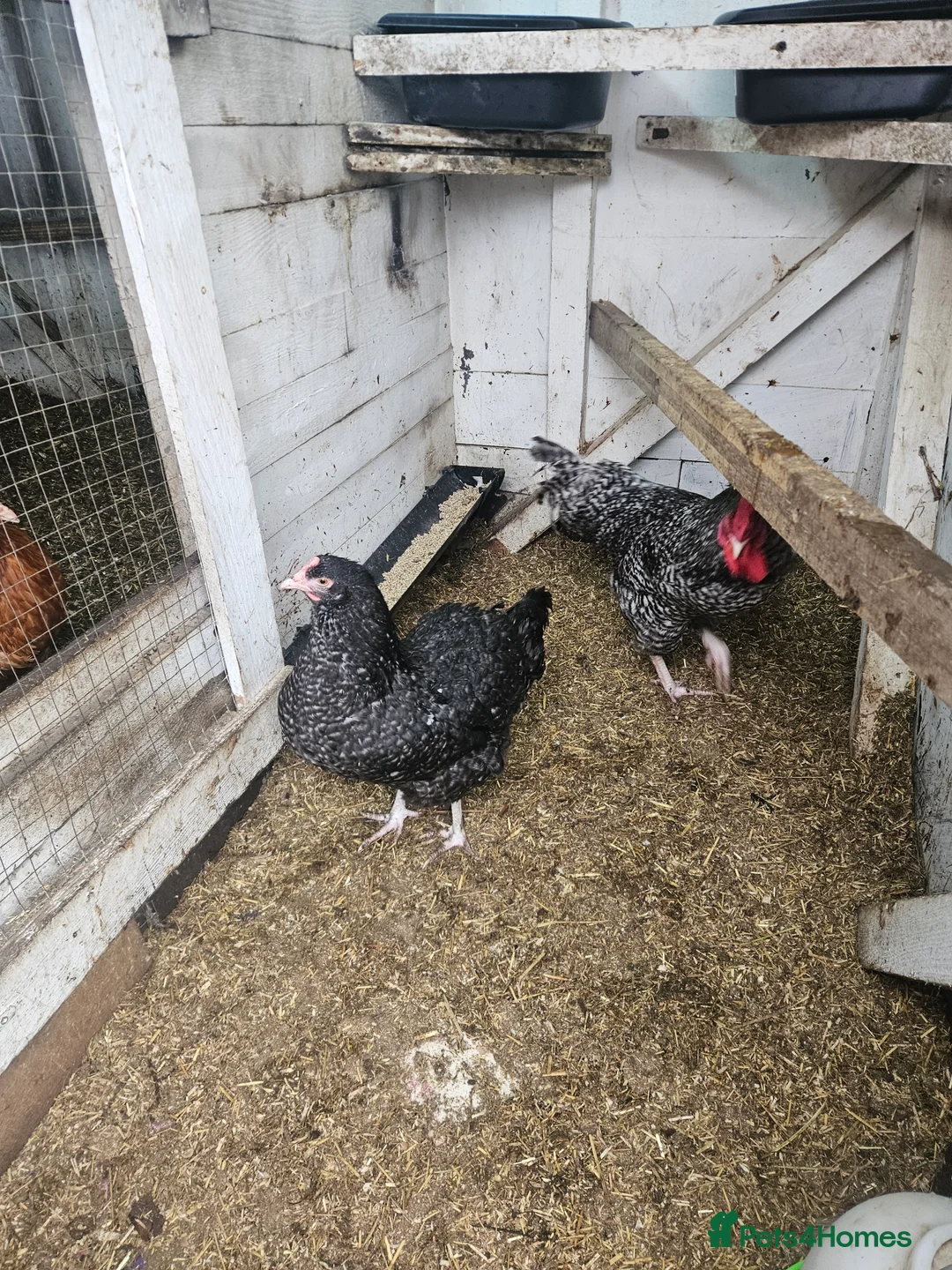 Chickens poultry for sale: Hatching chicken eggs - Advert 9