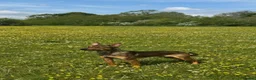 Mixed Breed dogs for sale: BEAUTIFUL BULLHERDER LOOKING FOR FOREVER HOME - Advert 2