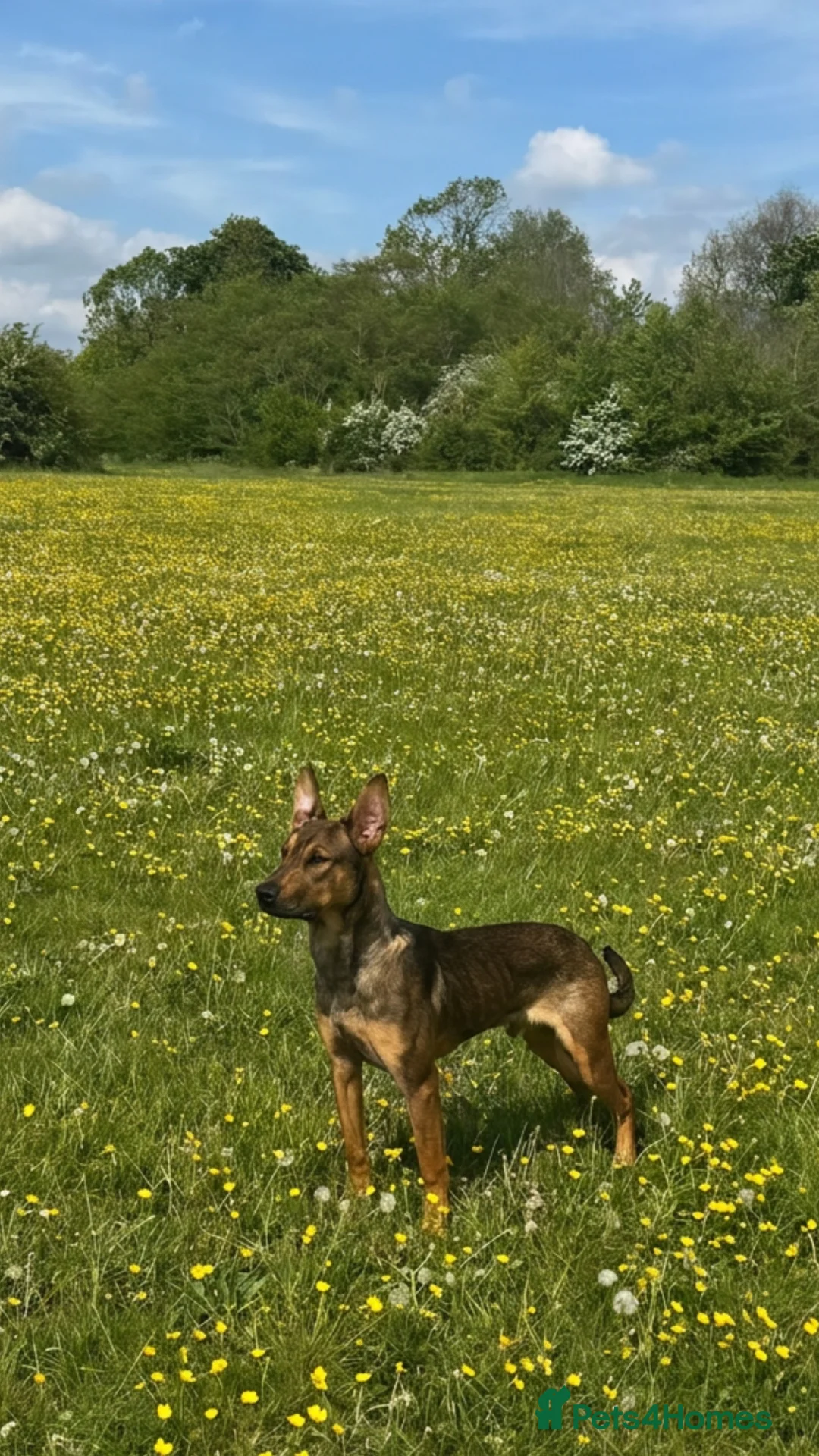 Mixed Breed dogs for sale: BEAUTIFUL BULLHERDER LOOKING FOR FOREVER HOME - Advert 2