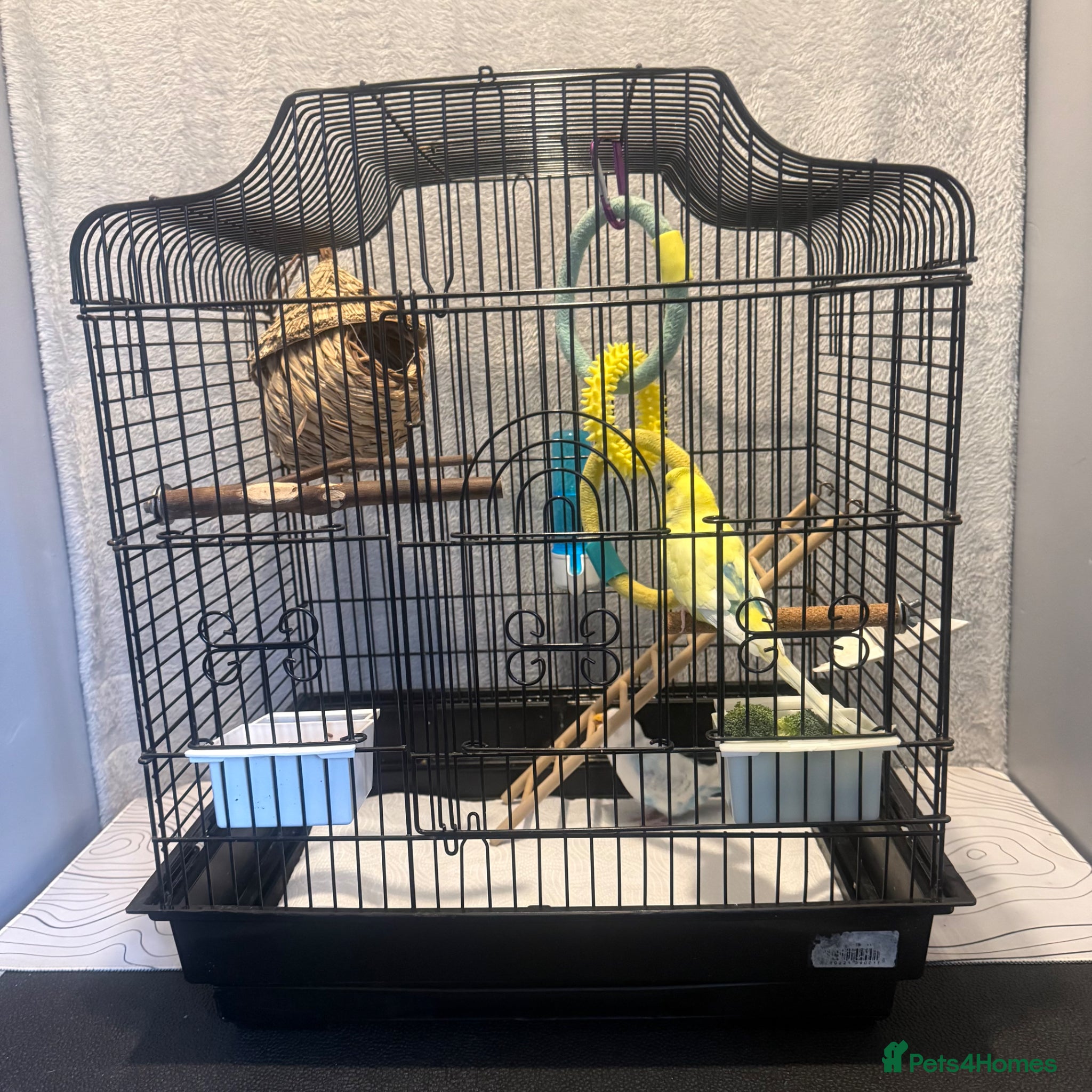 Budgerigars birds Breeding pair of budgies - Advert 6
