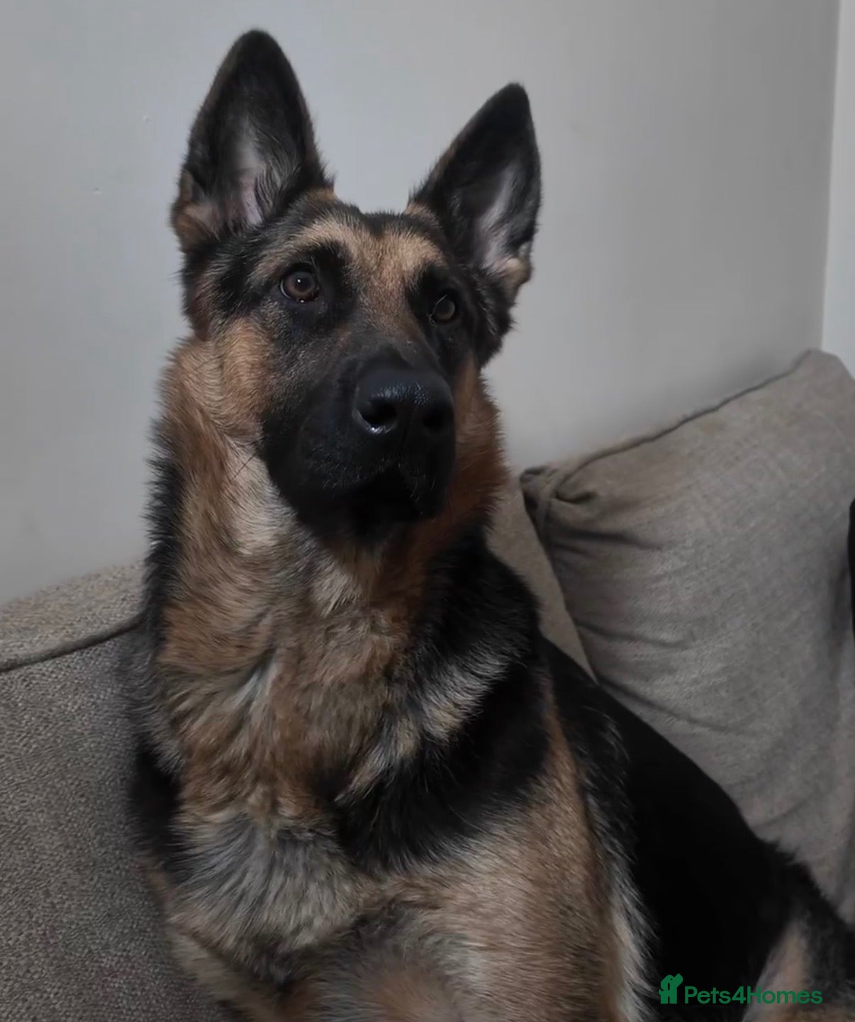 German Shepherd dogs for sale: Foster Home Desperately Needed - Advert 9