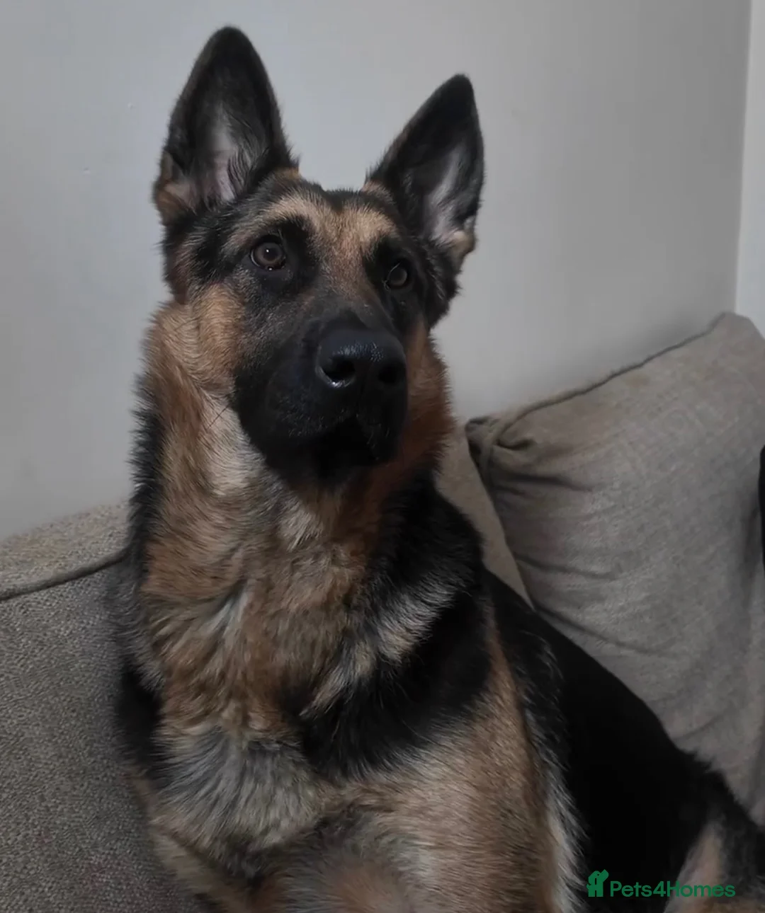 German Shepherd dogs for sale: Foster Home Desperately Needed in Horsham - Advert 1