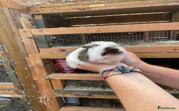 Guinea Pig rodents - Advert 2
