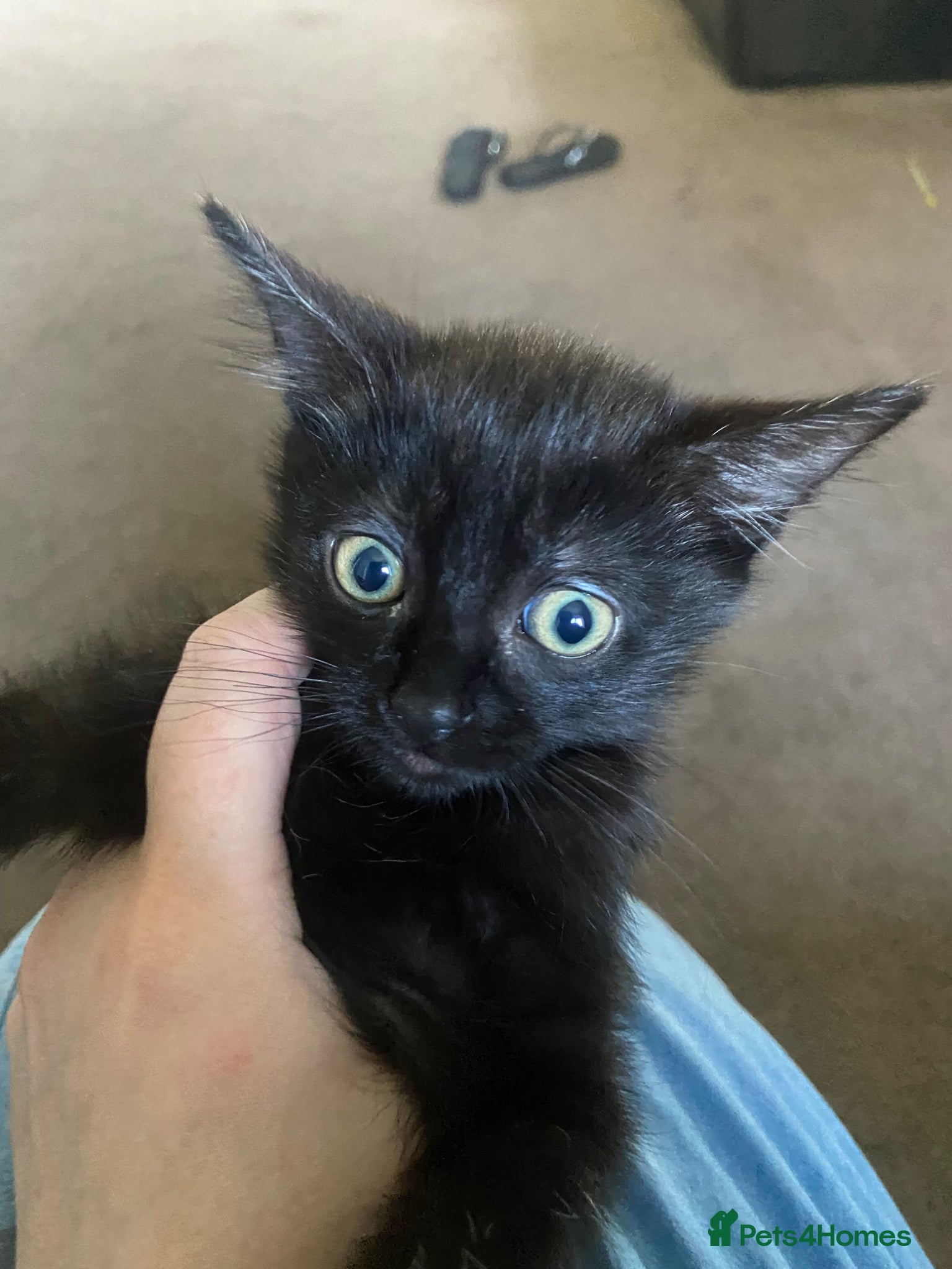 Mixed Breed cats for sale: Two beautiful kittens 1 male 1 female for sale - Advert 6