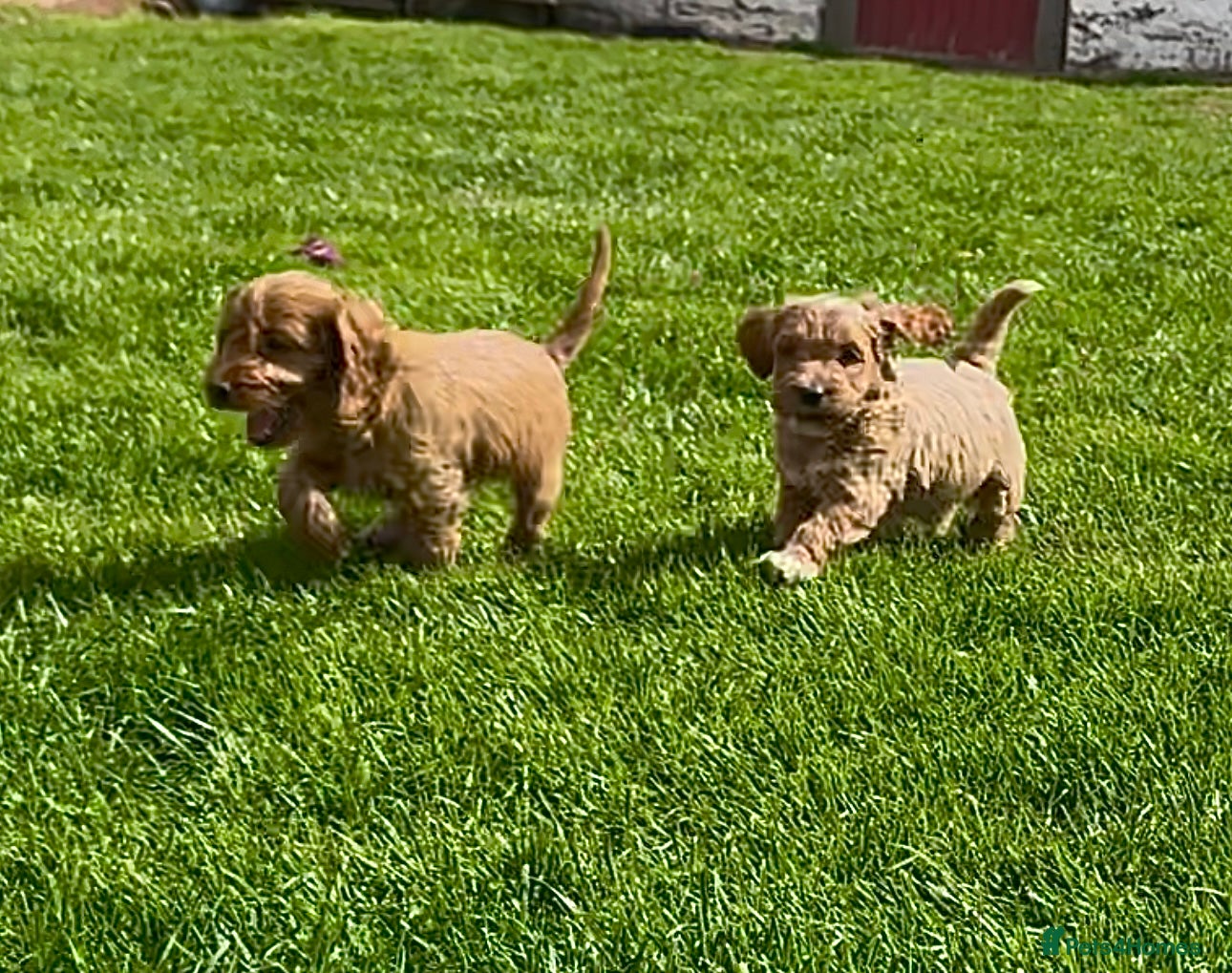 Cockapoo dogs for sale: Double vaccinated Red/Apricot cockapoos  - Advert 2