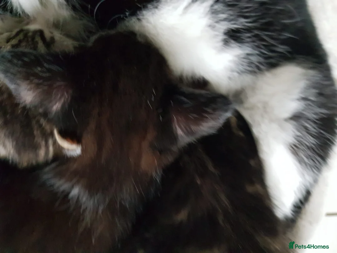 Mixed Breed cats for sale: Kittens ready now,  - Advert 2