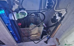 Other/Mixed Breed fish for sale: Various marine fish & Complete set up - Image 5