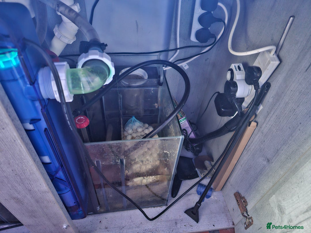 Other/Mixed Breed fish for sale: Various marine fish & Complete set up - Image 5