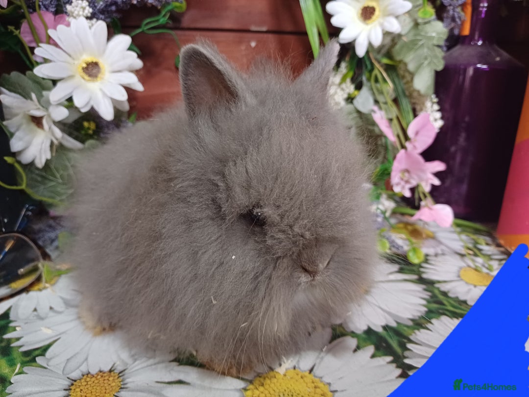 Lionhead rabbits for sale: 8 wk old Lionhead babies  in Barnsley - Image 11