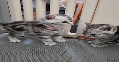 British Shorthair cats - Advert 8