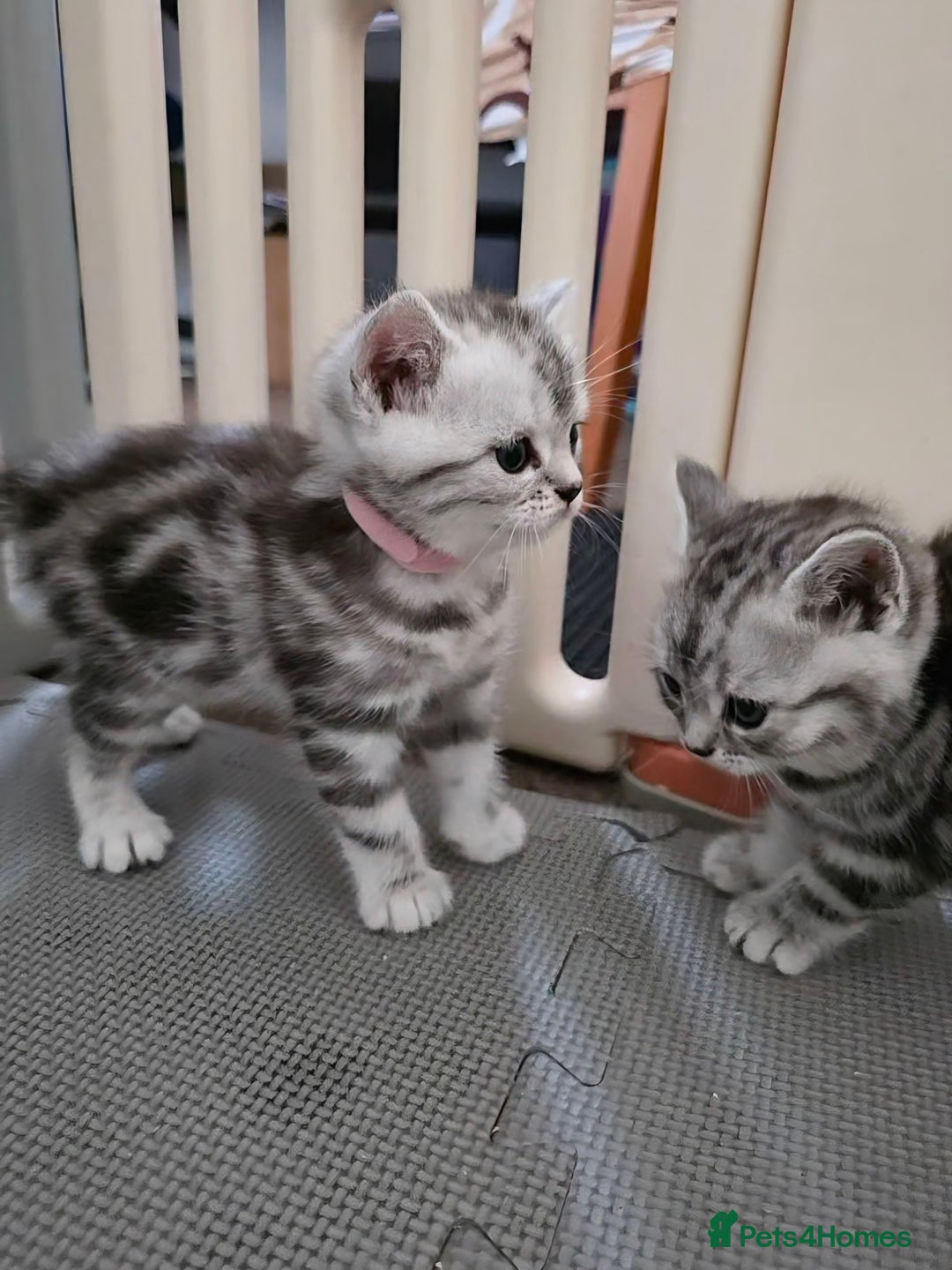 British Shorthair cats for sale: BSH Silver Tabby  - Image 14