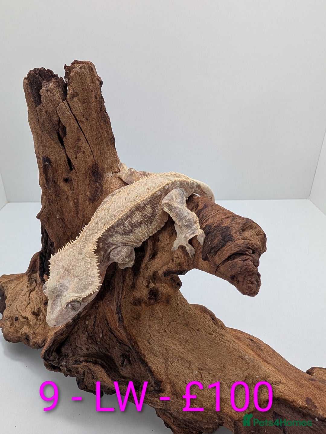 Gecko reptiles for sale: Adult Crested Geckos - Image 9