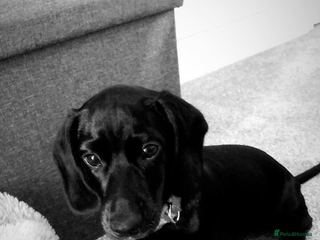 Mixed Breed dogs Loving 1 year old docker - Advert 3