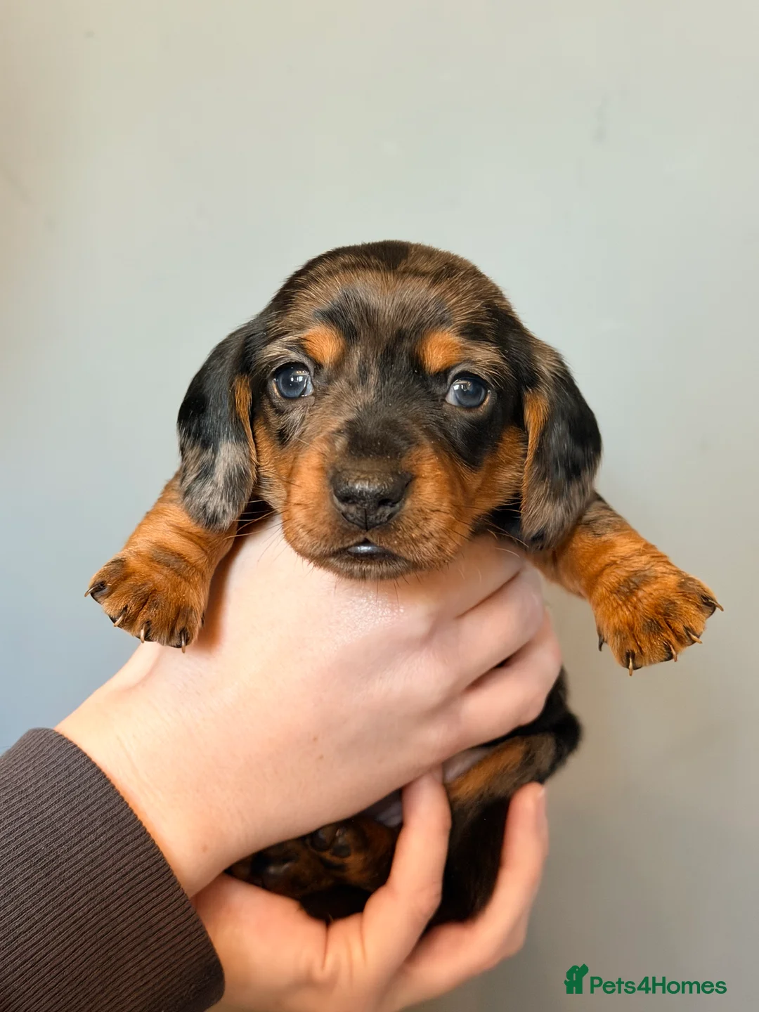 Miniature Dachshund dogs for sale: READY TO GO! dapple/merle daschund puppies - Advert 38